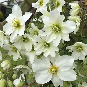 Guest house Clematis House Gloucester Road, Cheltenham